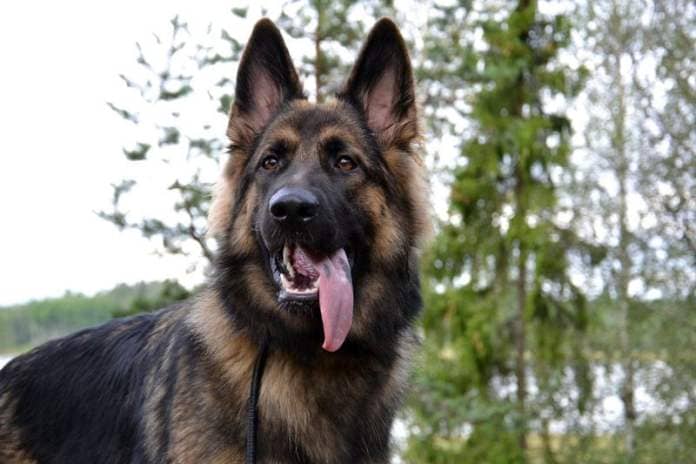 Aggression isn't always a bad thing in a dog - the German Shepherd's temperament means that it excels as a forces dog, police dog and guard dog. While it's not a dog to get on the wrong side of, if the aggression is channelled in the right way it can be a great pet that is sure to protect its beloved family.