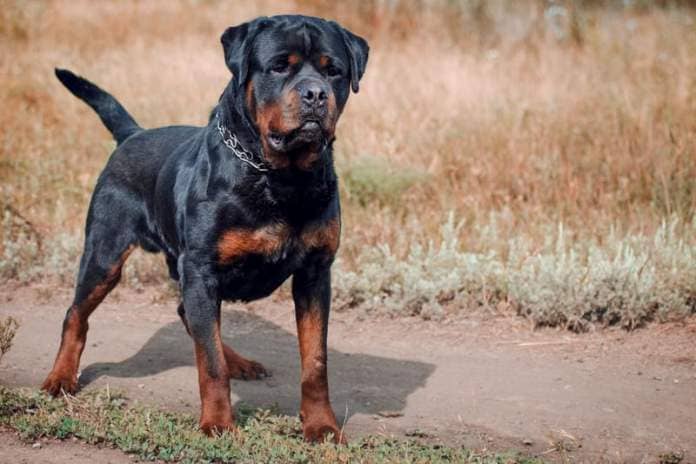 The Rottweiler's immense strength and power has given it a somewhat unjustified reputation for being aggressive. A well-trained Rottweiler can make a gentle and loyal family pet.