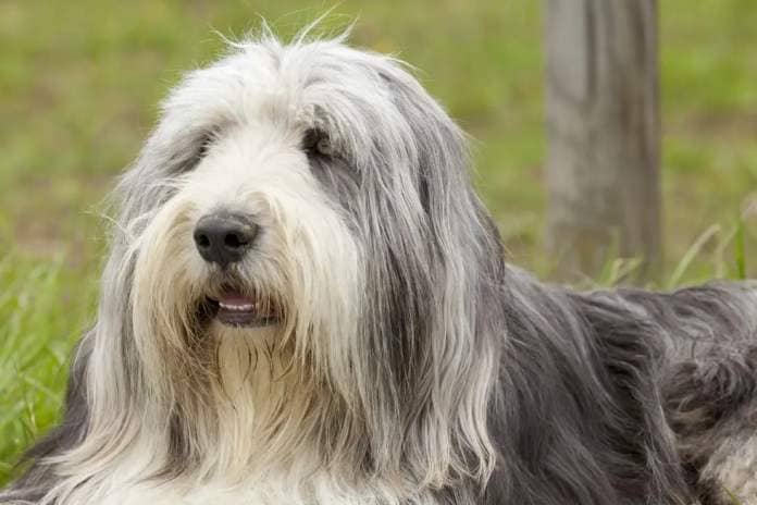 waiting english bearded collie,selective focus