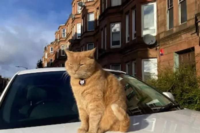 The feline is fondly dubbed the mayor of Shawlands