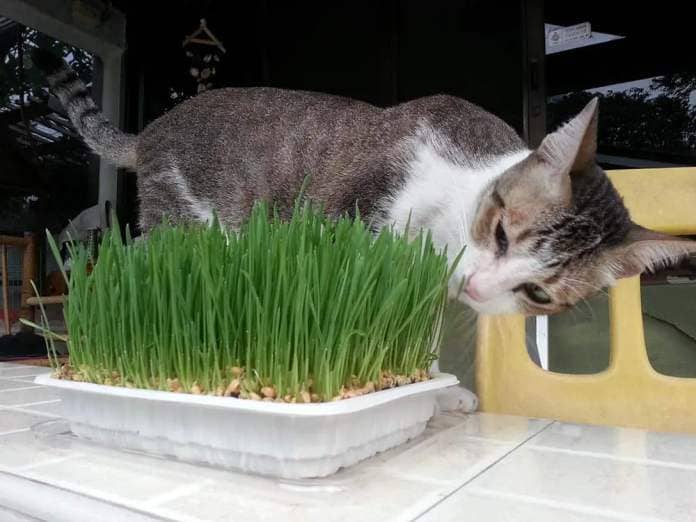 cat-eating-young-wheatgrass