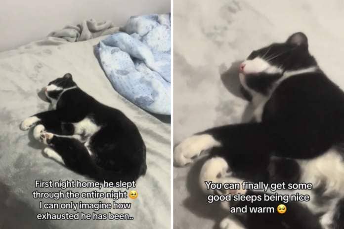 cat finally sleeps after being adopted