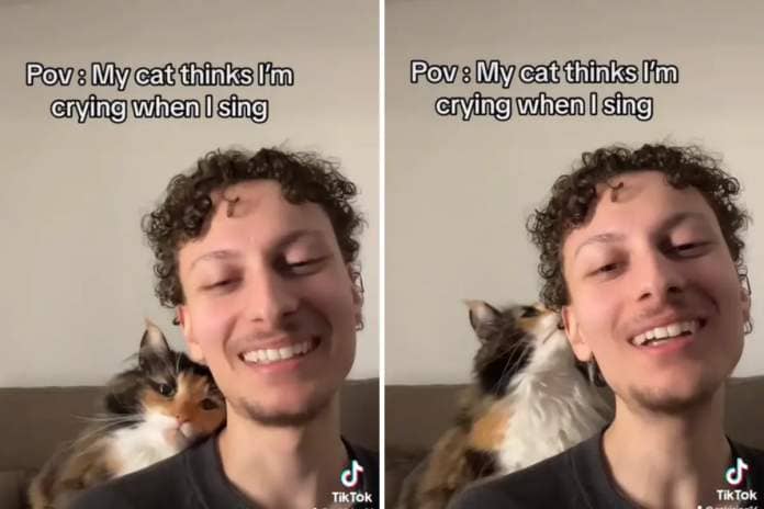 cat tries to console "crying" owner