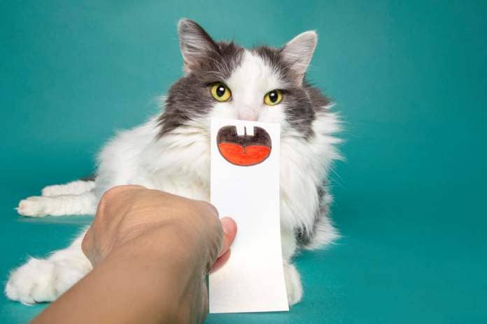 https://www.gettyimages.co.uk/detail/photo/funny-cat-with-fake-mouth-royalty-free-image/1394000841