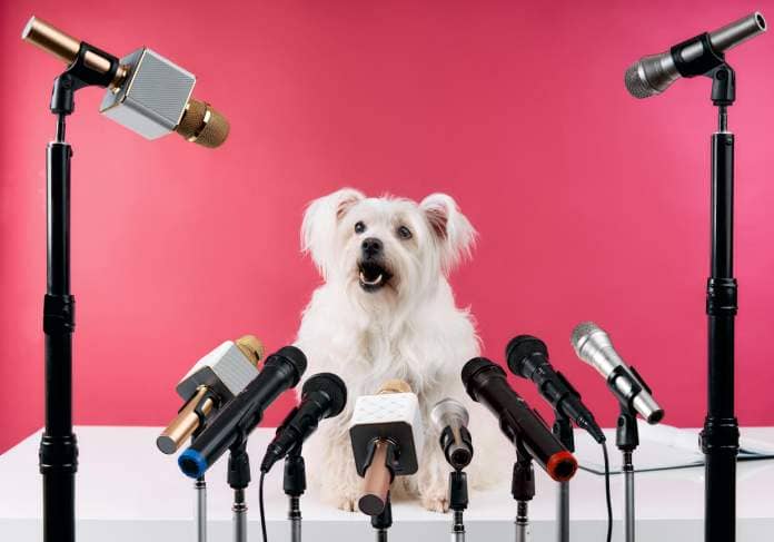 https://www.gettyimages.co.uk/detail/photo/adorable-white-fluffy-dog-speaker-holds-press-royalty-free-image/1411235119