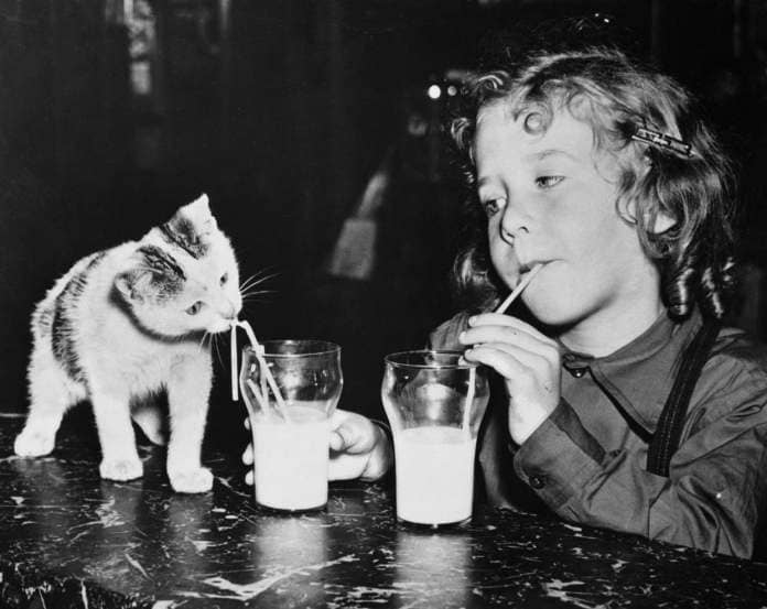 https://www.gettyimages.co.uk/detail/news-photo/barbara-baiena-holds-a-glass-of-milk-for-her-kitten-who-is-news-photo/517726858