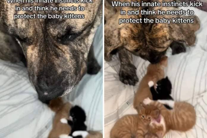 Giant Mastiff Dog Protects Kittens