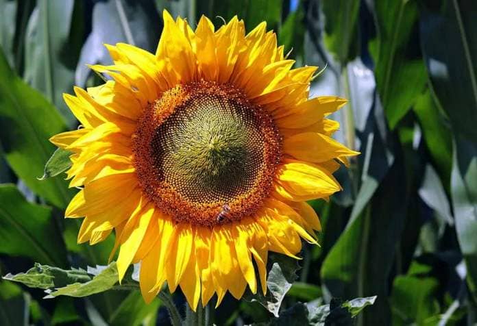sunflower-close-up