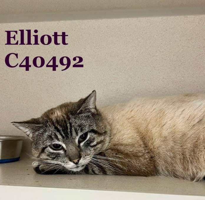 Elliott is a male adult Siamese mix cat.