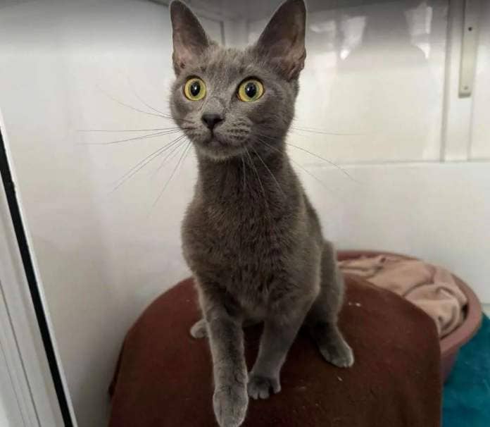 Misty is eight months old. Picture: RSPCA Suffolk