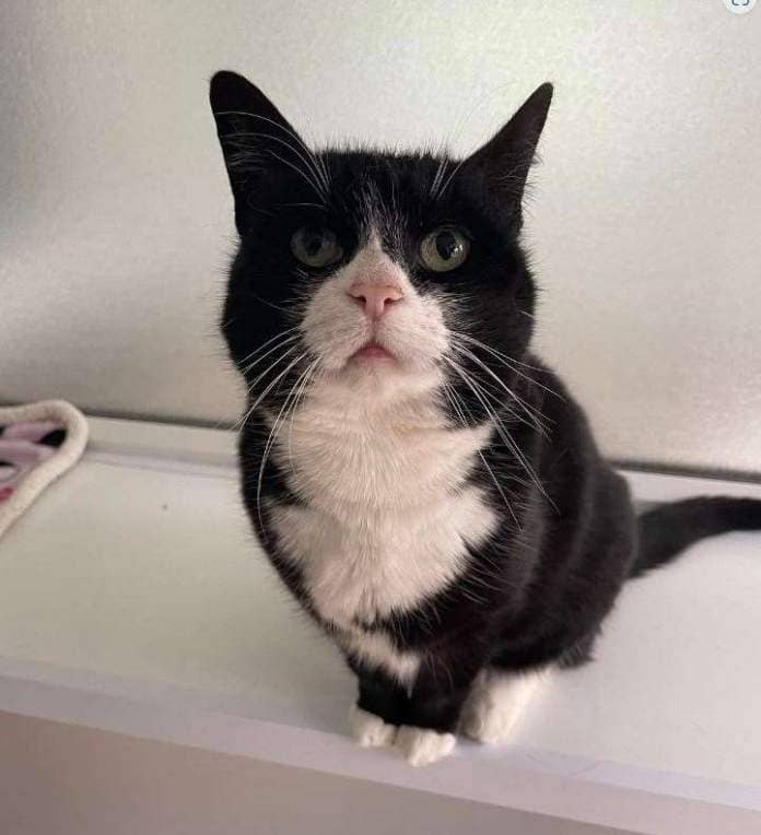 Fabio, around six years old, came into the centre after not getting on with other animals at her previous home. Picture: RSPCA Suffolk