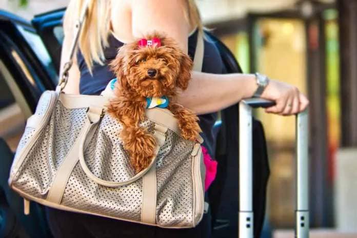 A miniature Poodle dog in a travel carrier bag being held by a woman getting out of a car with a suitcase