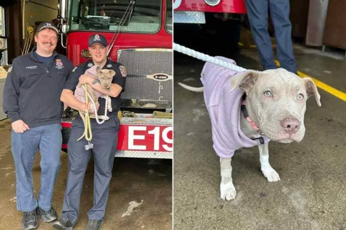 <p>The Buffalo Fire Department/Facebook</p> Anthony Pulvino with Auburn the puppy in his arms (left) and the puppy at the Buffalo Fire Department