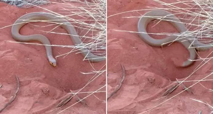 The Western Brown Snake digging a hole in the red dirt at Uluru. 