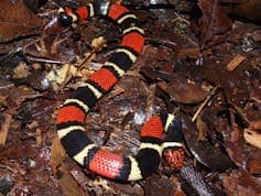 Photo shows a red, black and white snake on a leafy ground