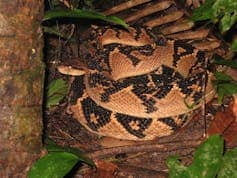 Photo shows a snake with beige and brown scales curled up on itself next to a tree