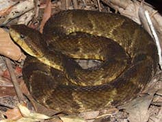 A snake with greenish-brown scales, curled up on its tail