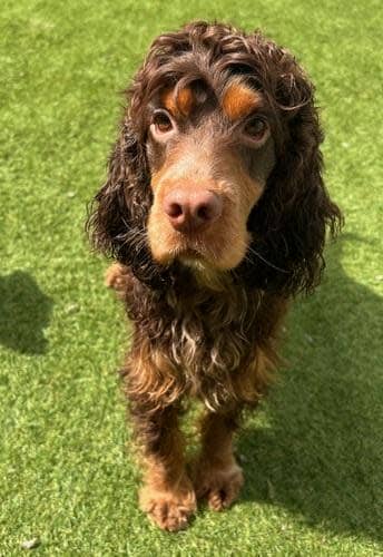 South Wales Argus: Gilley, male, two years old, Cocker Spaniel. Gilley would need a home with at least one confident resident dog that can help lead him through his new life. He would need to live with female dogs as he isn't keen on other males. Gilley came from a