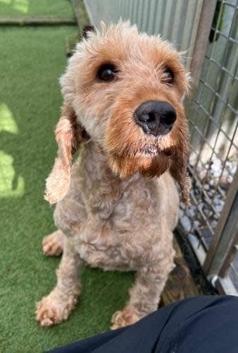 South Wales Argus: Elsa, female, four years old, Cockapoo – in foster in Middlesex. Elsa is such a special darling girl who is making great progress around people since her arrival. She is looking for a home which can build up a positive and trusting bond with her at