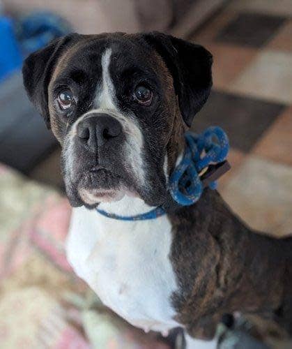 South Wales Argus: Rosemary, female, six years old, Boxer. Rosemary has been through a lot and came from a breeder. She doesn't get along with other dogs and would need to be the only dog in the home where she is given plenty of time and reassurance to settle. Rosemary