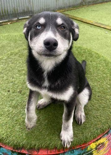 South Wales Argus: Blush, female, five months old, Husky Cross. Blush is an amazing, affectionate and friendly girl who we can't believe is still here. Blush is looking for an active home that has plenty of time to commit to her training, exercise and enrichment to