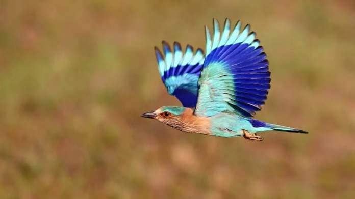 An Indian roller middair with blue wings outstretched.