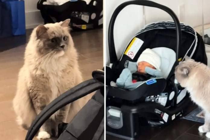 Ragdoll cat and newborn baby