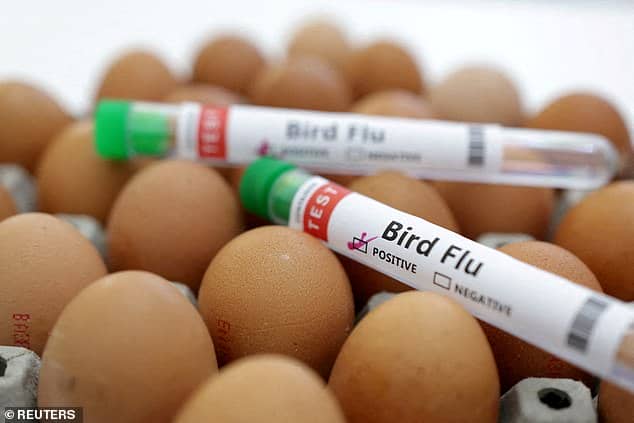 There are concerns that bird flu viruses could spread from cattle to people (stock)