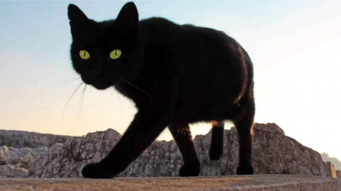 Black cat with green eyes walks along a rocky shore.