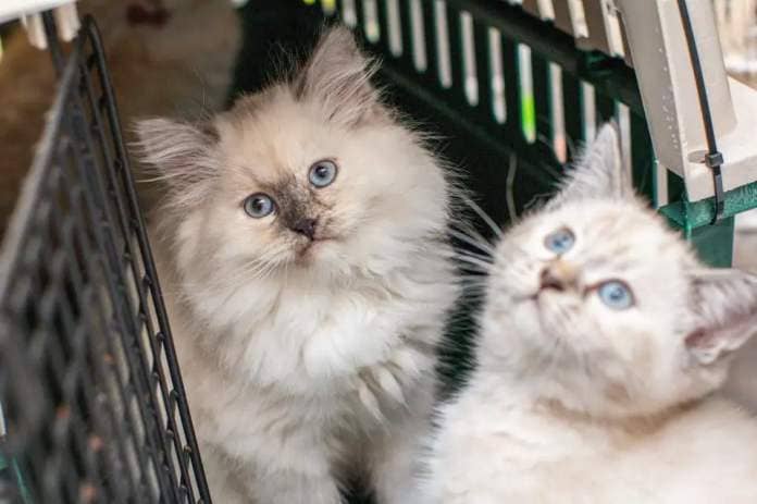 "Kitten season" is a time of year shelters and rescues brace for.