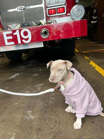 <p>The Buffalo Fire Department/Facebook</p> Auburn the puppy with the Buffalo Fire Department's Engine 19