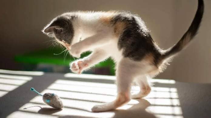 Kitten pouncing on a mouse toy