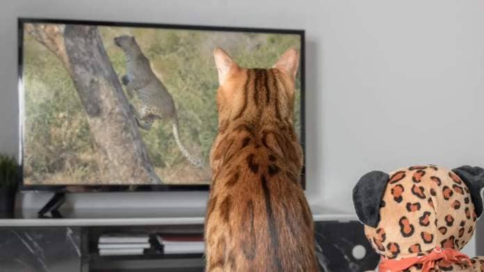  Bengal cat watching TV next to a toy. 