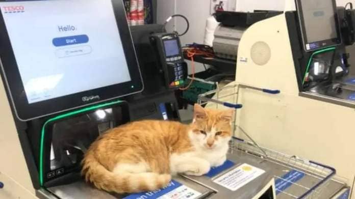 Cat on Tesco scanner
