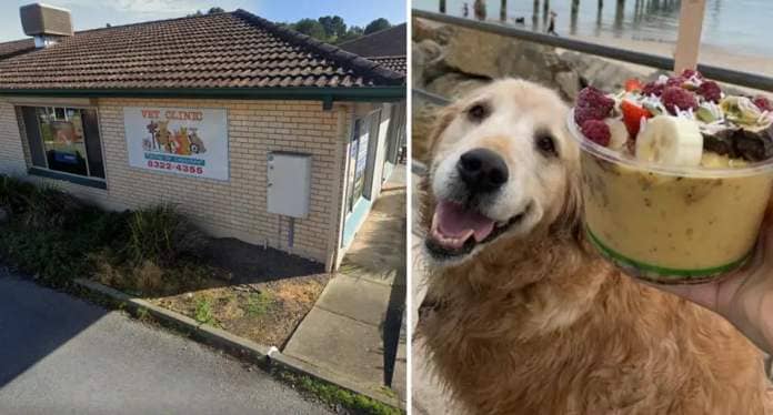 The bricked vet clinic (left) and the golden retriever smiles up at the camera beside an acai bowl (right).