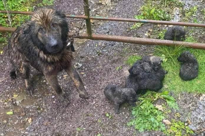abandoned dog and puppies