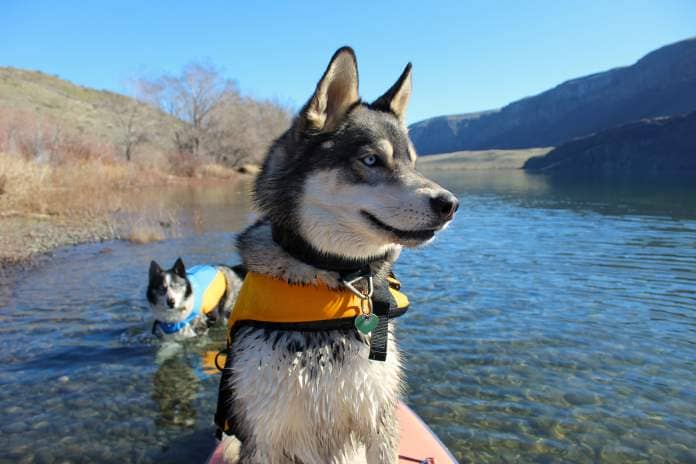 The Best Dog Life Jackets of 2024