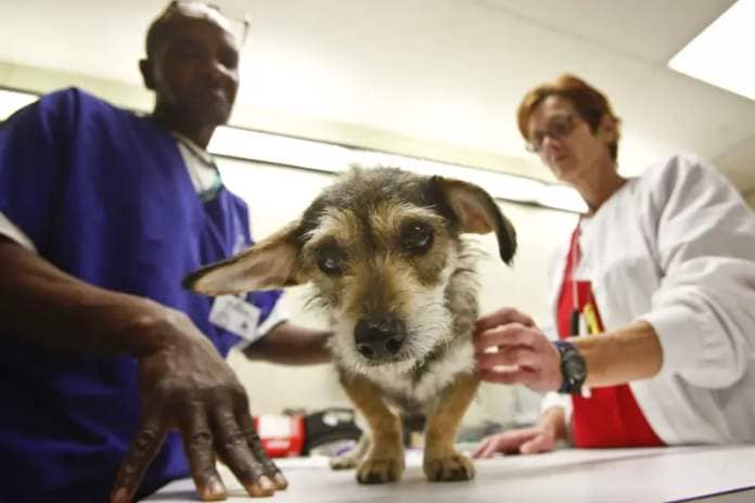 A dog gets examined by veterinary technicians in Texas.