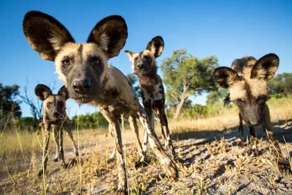 4 African wild dogs (Lycaon pictus) warily approach.