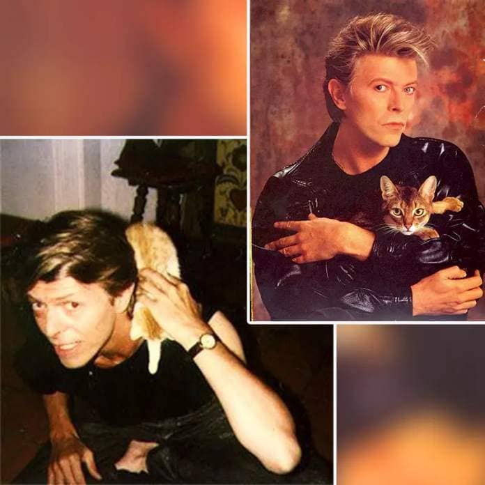 Bowie with Cats via Facebook