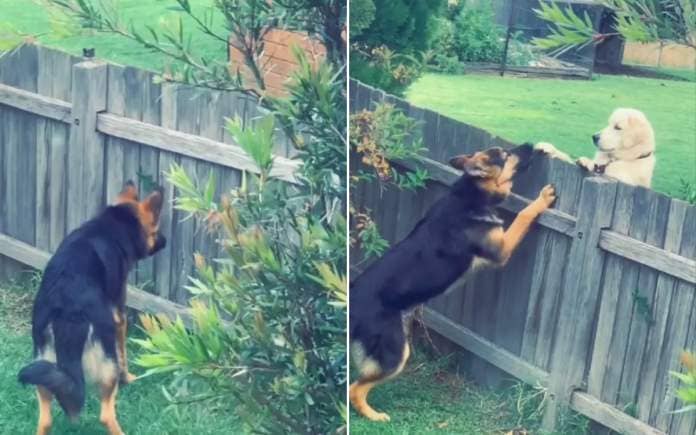 A dog reacts to his new neighbor.