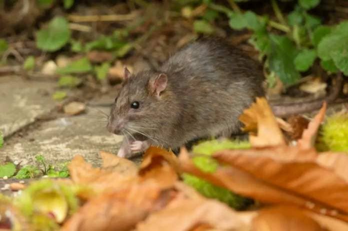 The Bolton News: Rats can get into our homes and gardens so it's worth knowing how to get rid of them