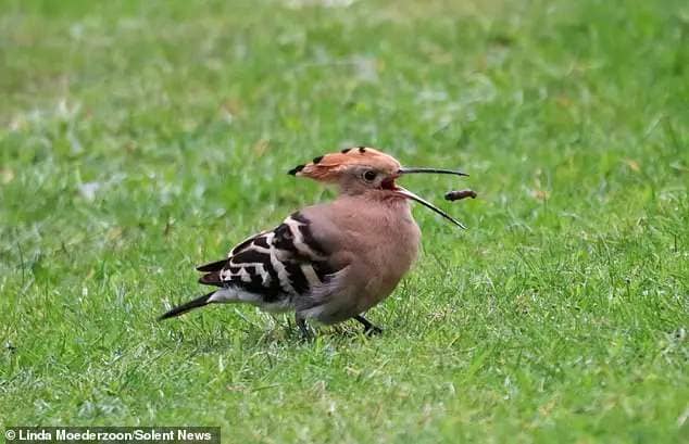 Linda Moederzoon, from Bridgham, Norfolk, spotted the hoopoe bird in her back garden, where she said it stayed for three days