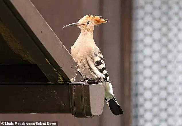 Hoopoes are easy to spot for bird-watchers thanks to their distinctive headcrest, with a few might visit the south coast of England each year