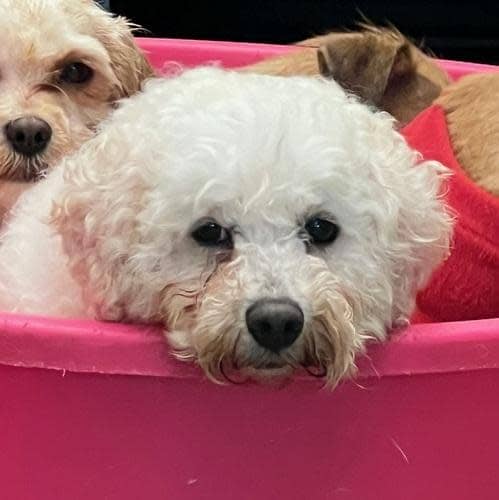 South Wales Argus: Sailor, female, three years old, Bichon Frise. Sailor has come from a breeder and has had very little interaction with people. She needs an adult only home with experience and time available to bring her out of her shell. She will need help learning new