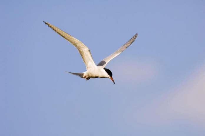Eastern Daily Press: The common tern