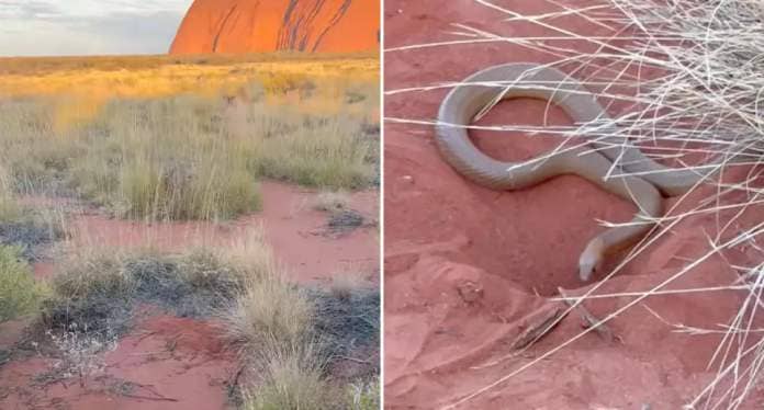 Left, Uluru in the background. Right, the snake digging a hole in Uluru as the tourist family watches on.