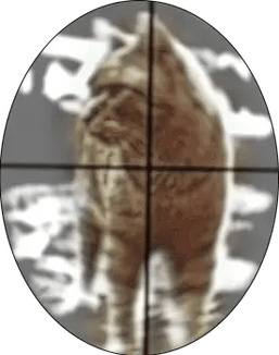 Cat in crosshair