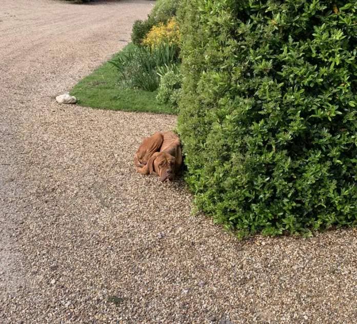 Roxy the emaciated dog hiding behind a bush on Emma's driveway in Essex.