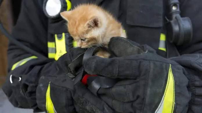 kitten rescue